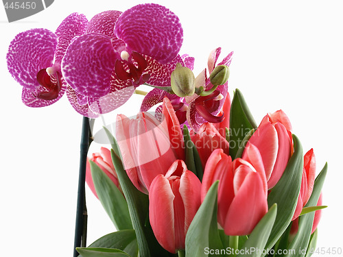 Image of Orchid and Tulips Bouquet