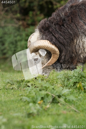 Image of Ram grazing on a meadow
