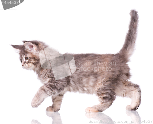 Image of Maine Coon kitten on white