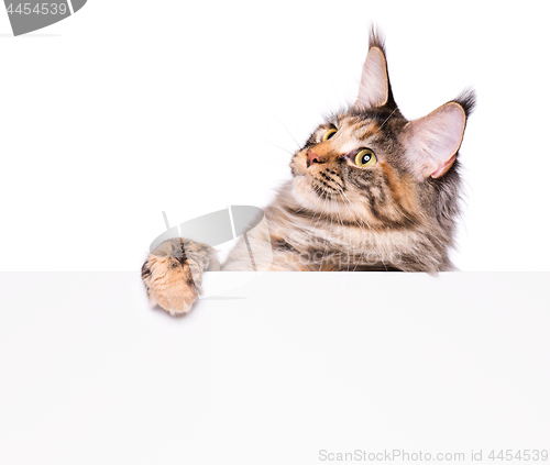 Image of Maine Coon cat with blank