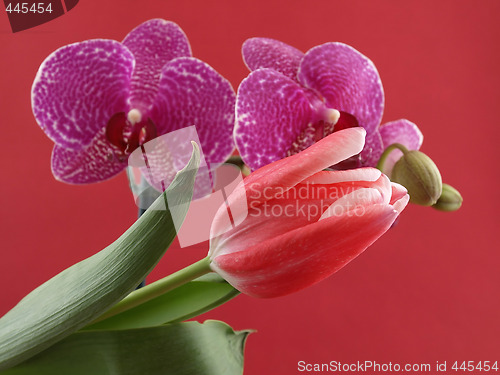 Image of Tulip and Orchid