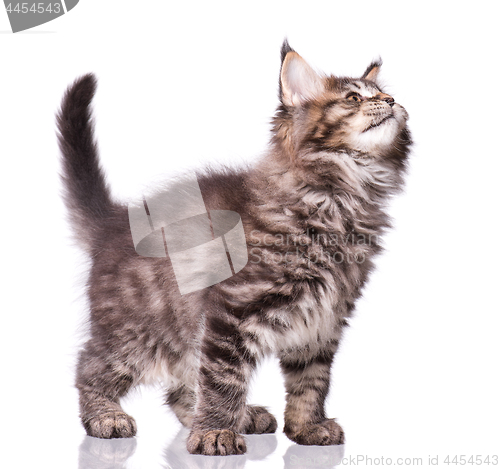 Image of Maine Coon kitten on white