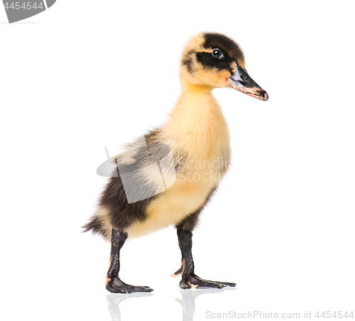 Image of Cute newborn duckling