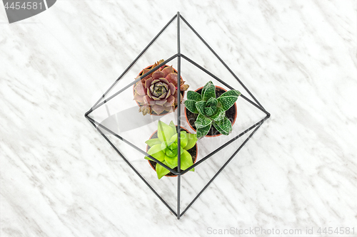 Image of Succulent plants in a metal decorative frame