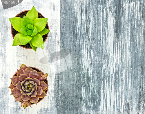 Image of Two little succulent plants on gray artistic canvas