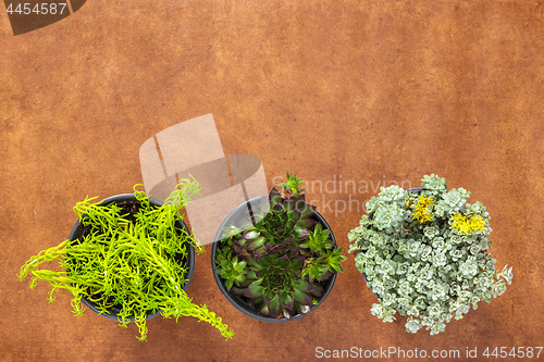 Image of Three green succulent plants on brown leather background