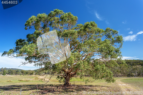 Image of Gum tree in rural farm countryside