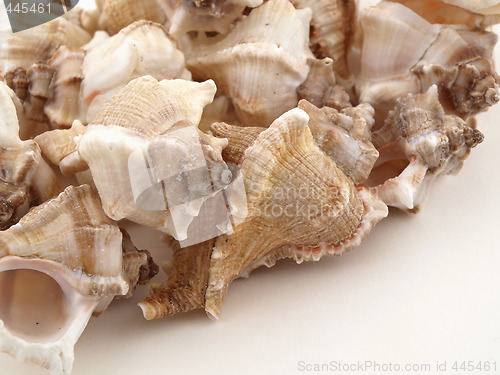 Image of Shells on White