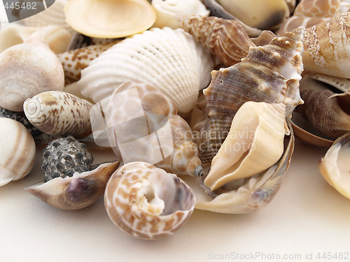 Image of Shells on White