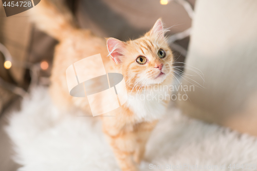 Image of red tabby cat on sofa with sheepskin at home