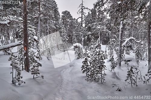 Image of Winter Snowy Landscape