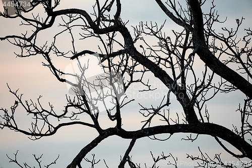 Image of Bare tree branches