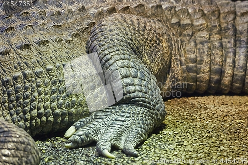 Image of Crocodile detail closeup