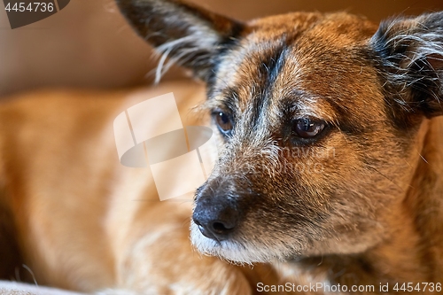 Image of Dog resting on the couche