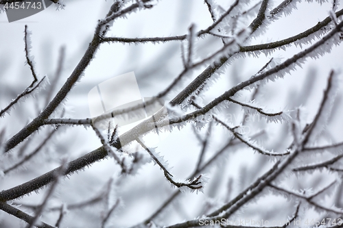 Image of Icy Frosted Branches