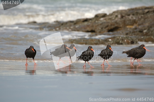 Image of Variable oystercatchers in a line