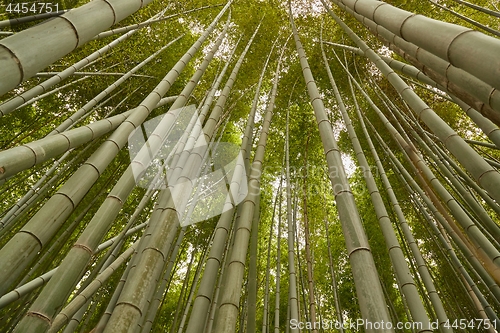 Image of Tall Bamboo Plants