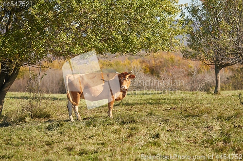 Image of Cow on a pasture