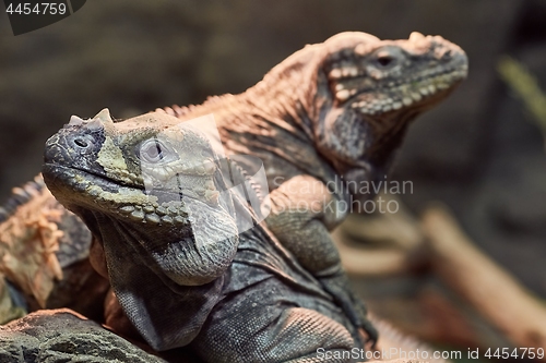 Image of Iguana resting position