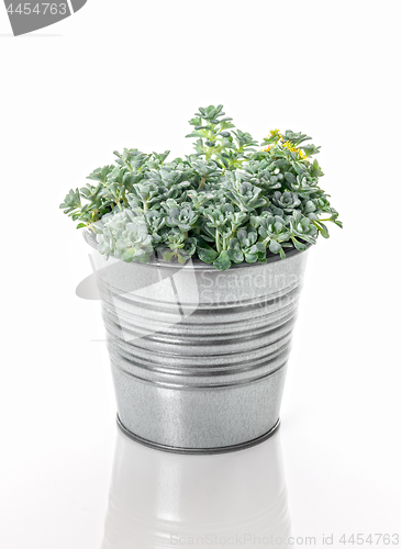 Image of Sedum Spathulifolium plant in a metal pot