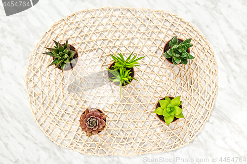 Image of Mini succulent plants on ornamental background