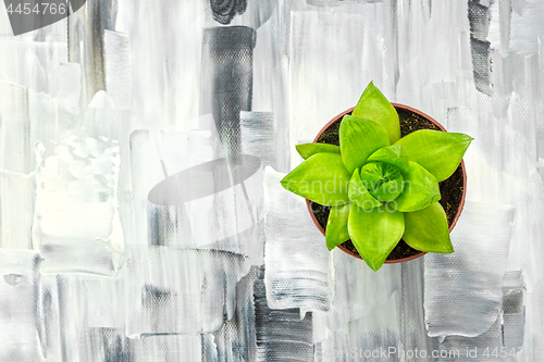 Image of Green succulent plant on black and white artistic canvas