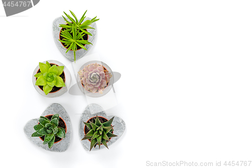 Image of Succulents in concrete planters on white background