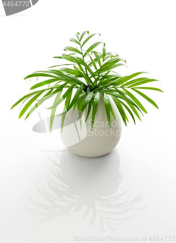 Image of Parlor palm leaves in a white vase with reflection