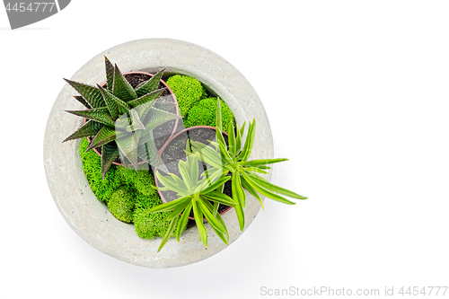 Image of Concrete planter with succulents and moss isolated on white