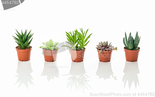 Image of Row of little succulent plants with reflections