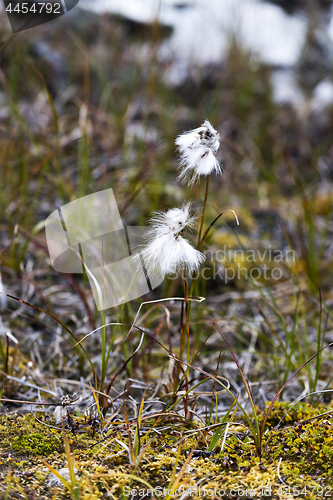 Image of Detail of cotton grass in autumn