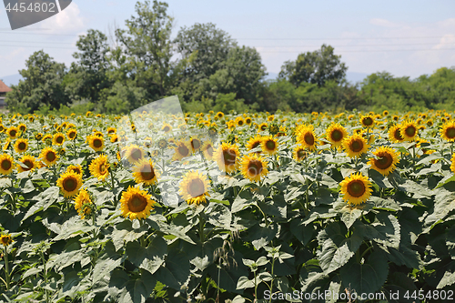 Image of Sunflower