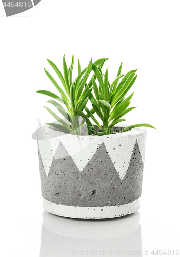 Image of Bright green succulent plant in a handmade concrete pot