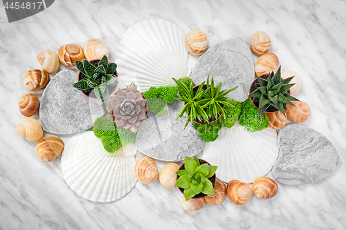 Image of Succulent plants and seashells on marble background
