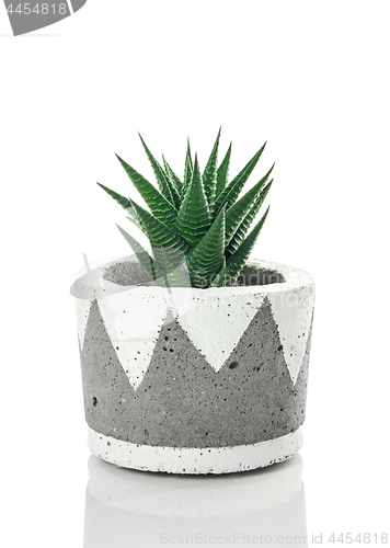 Image of Dark green aloe plant in a handmade concrete pot