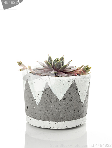 Image of Little hens and chicks succulent plant in a handcrafted concrete