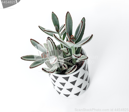 Image of Kalanchoe tomentosa plant in a Scandinavian style pot