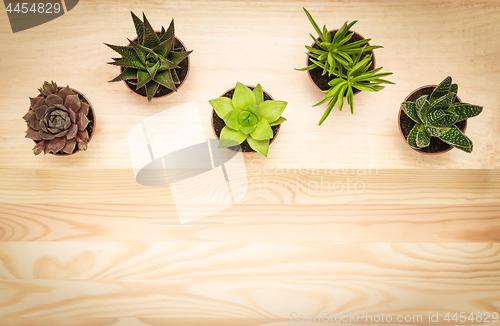 Image of Mini succulent plants on wooden background