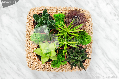 Image of Floral arrangement with succulent plants and moss