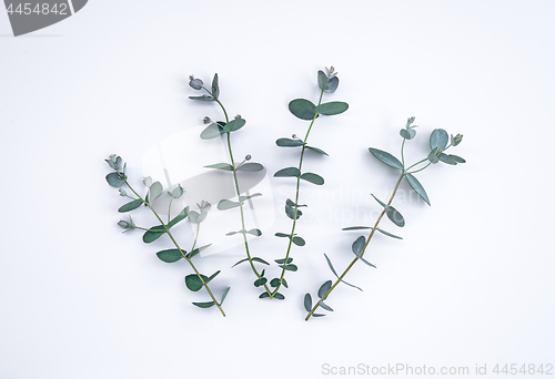 Image of Fresh eucalyptus branches on white background