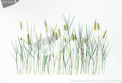 Image of Timothy grass on white background