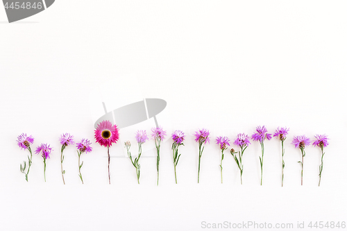 Image of Pink strawflower in a row of purple cornflowers