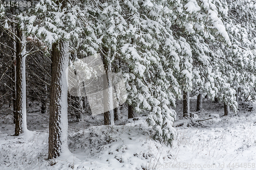 Image of Evergreens covered in fresh snow fall