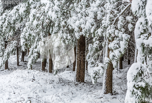 Image of Evergreens covered in fresh snow
