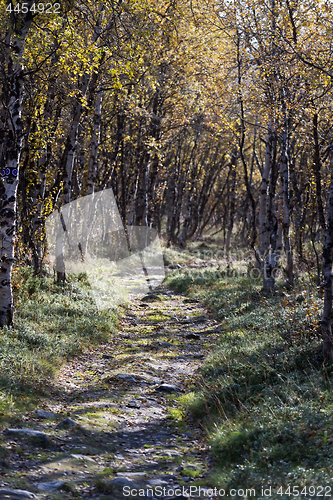 Image of Birch forest and path in autumn