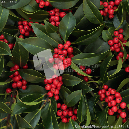 Image of Holly and Red Berry Background