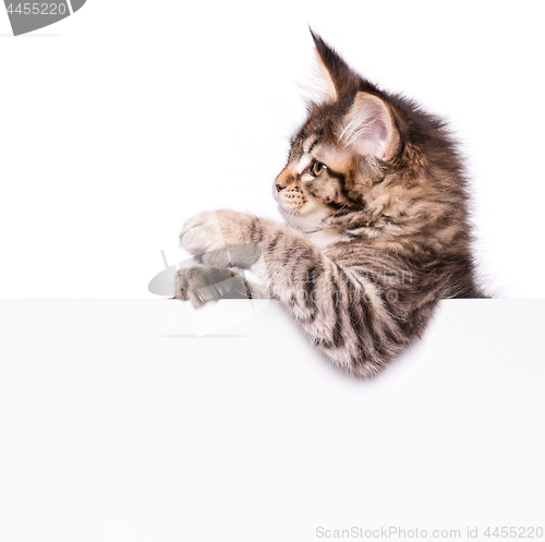 Image of Maine Coon kitten with blank