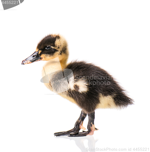 Image of Cute newborn duckling