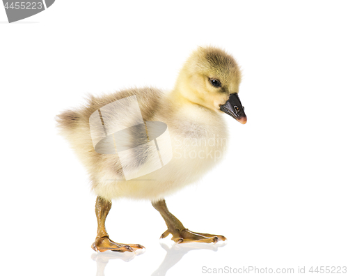 Image of Cute newborn gosling