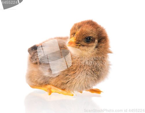 Image of Newborn chicken on white background